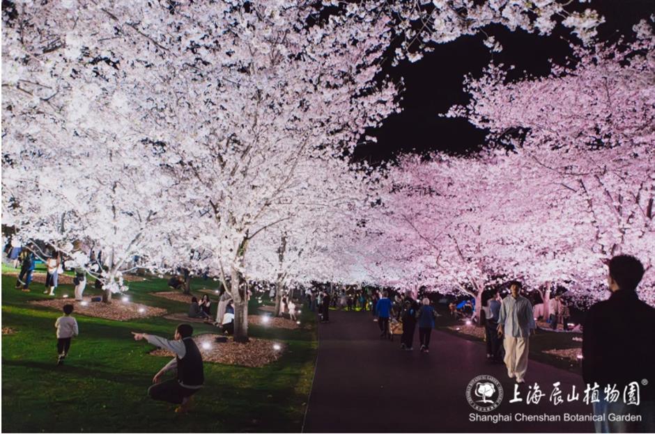 踏青赏花正当时!上海各区春日花事卷起来了