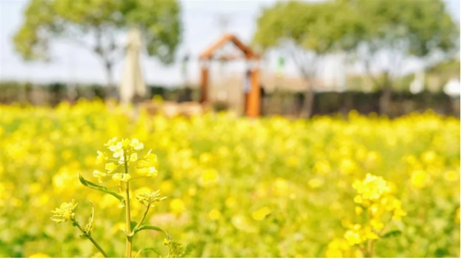 上海這個春日限定秘境藏不住了!坐在花海裡品茶、喝咖啡