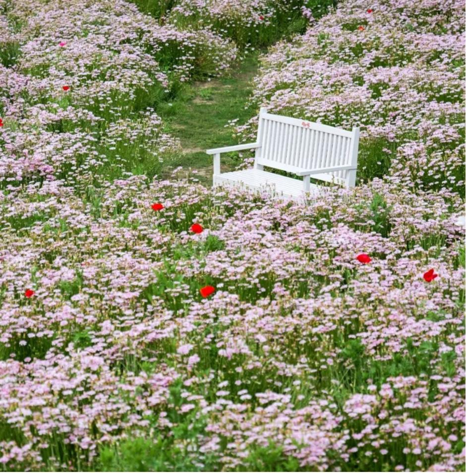 踏青赏花正当时!上海各区春日花事卷起来了