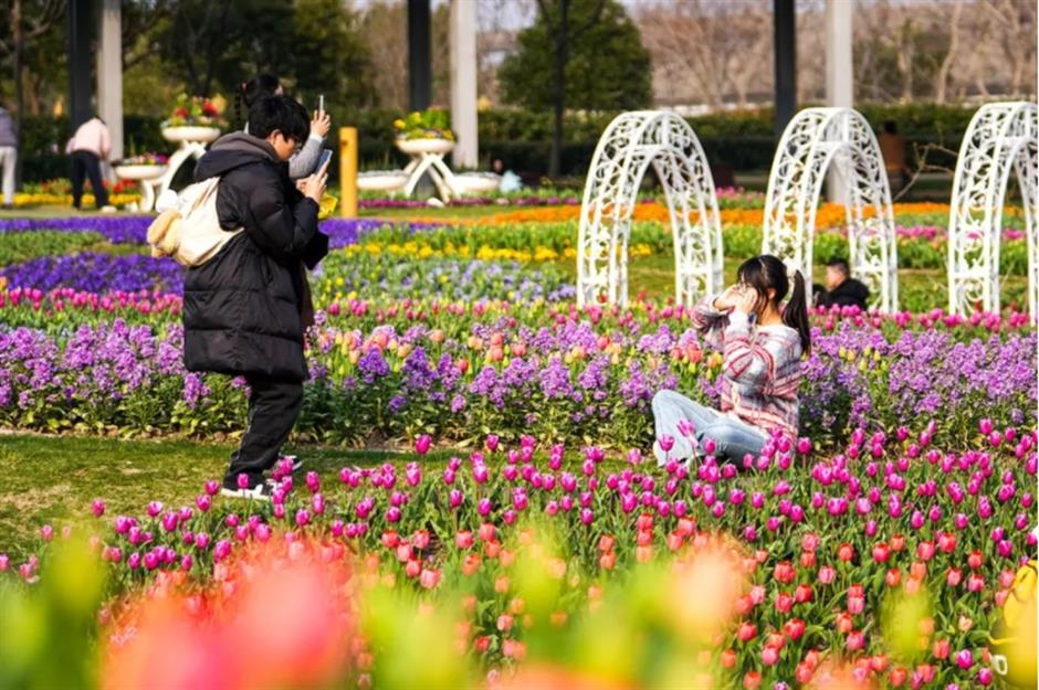 踏青赏花正当时!上海各区春日花事卷起来了