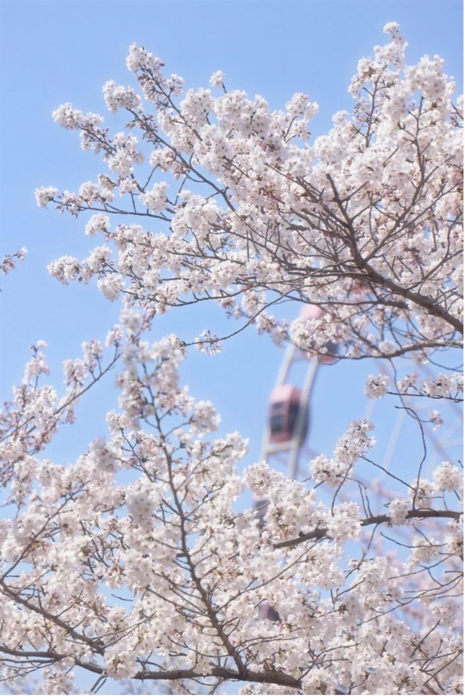踏青赏花正当时!上海各区春日花事卷起来了
