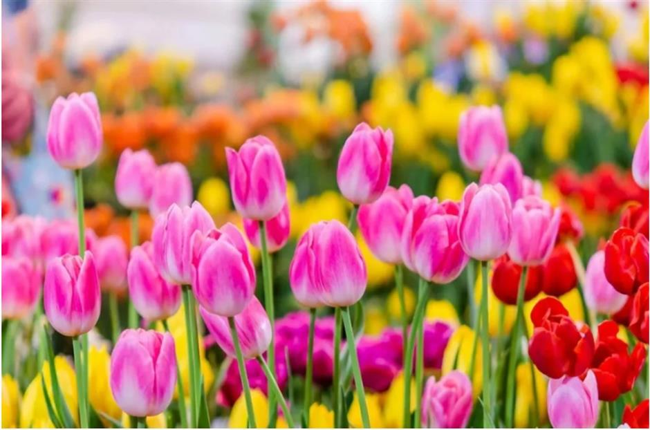 踏青赏花正当时!上海各区春日花事卷起来了