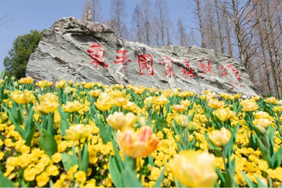 踏青赏花正当时!上海各区春日花事卷起来了
