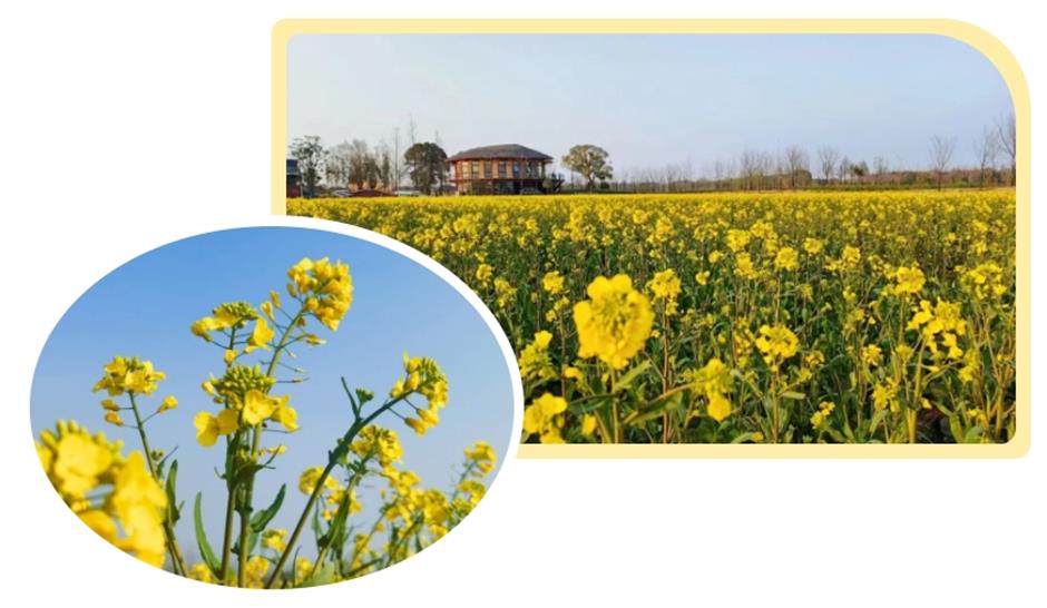 上海這個春日限定秘境藏不住了!坐在花海裡品茶、喝咖啡