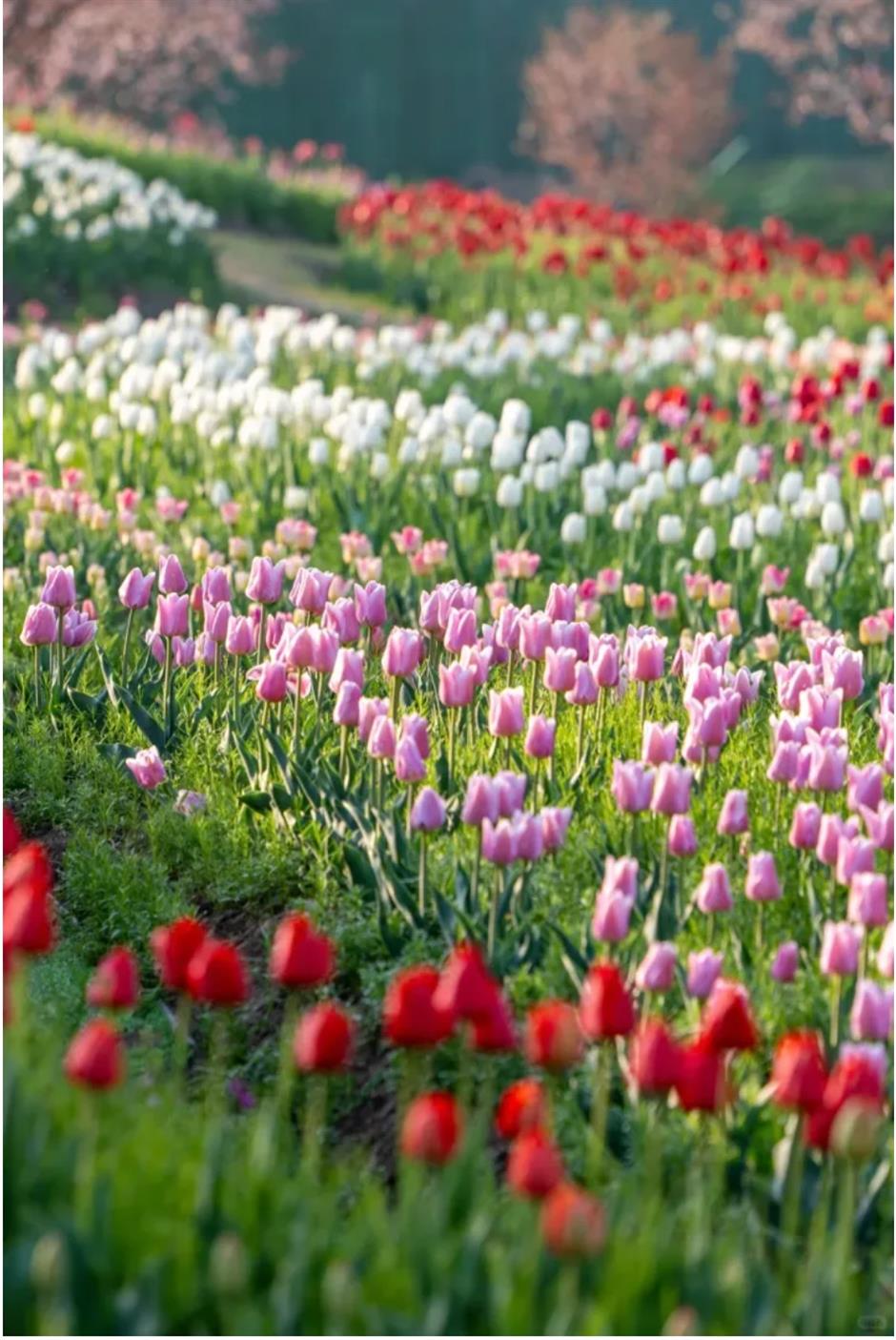 踏青赏花正当时!上海各区春日花事卷起来了