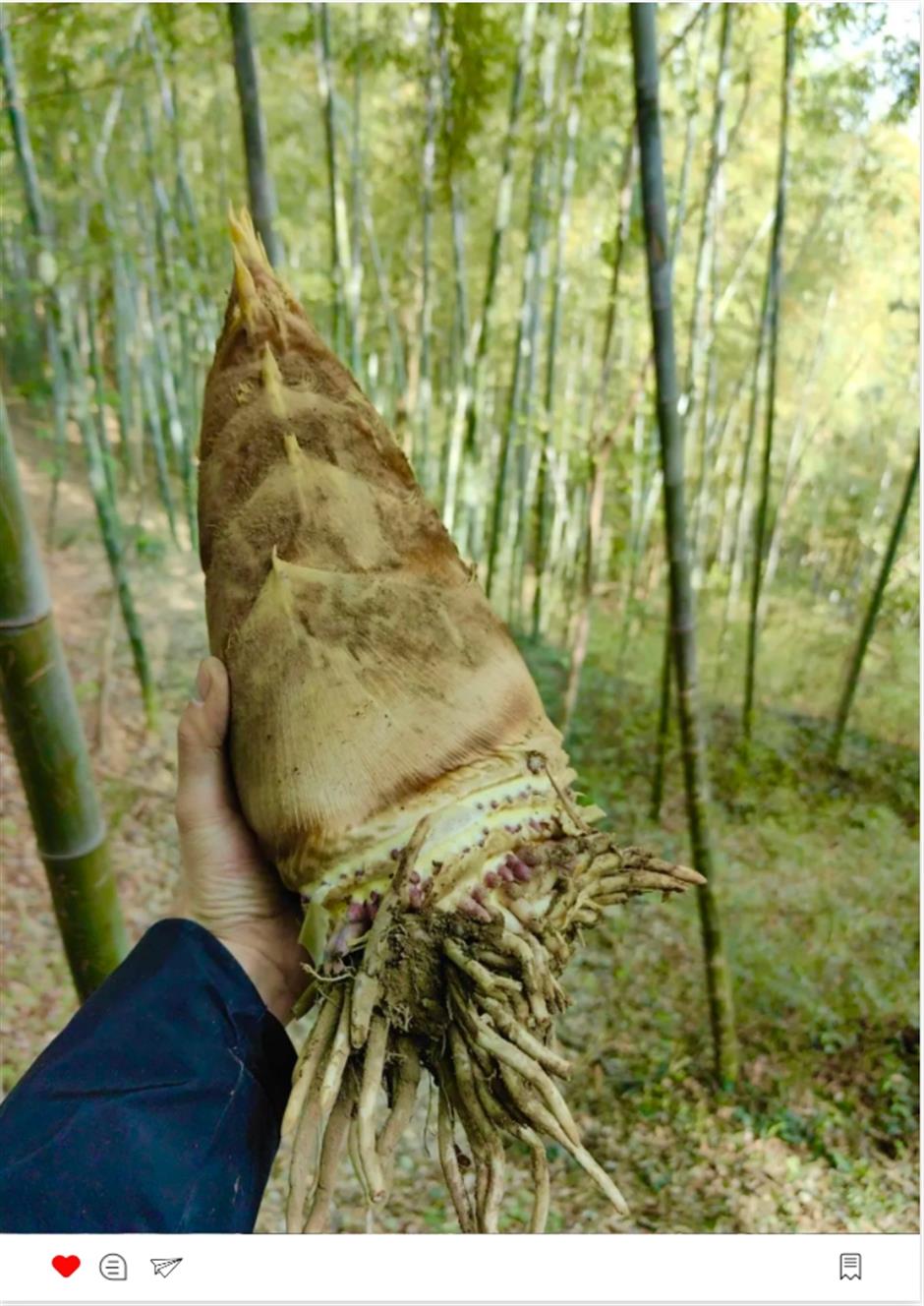 挖挖挖!三大「野區」限時開放,快來「打野」