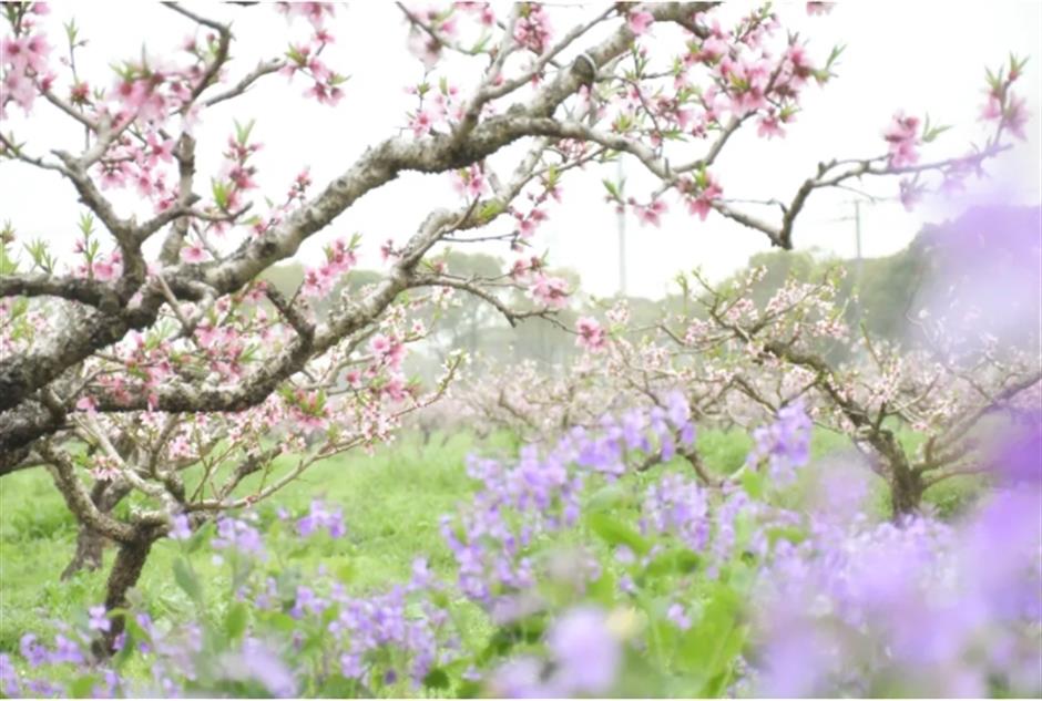 桃花开了!来新场赴一场落英缤纷的春日之约 ,开启