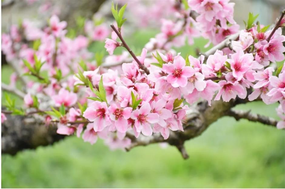 桃花开了!来新场赴一场落英缤纷的春日之约 ,开启