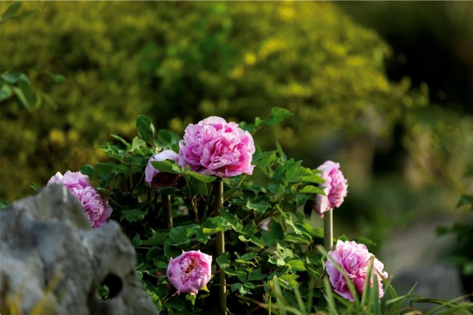 超美!來不及看!上海四月賞花指南來了