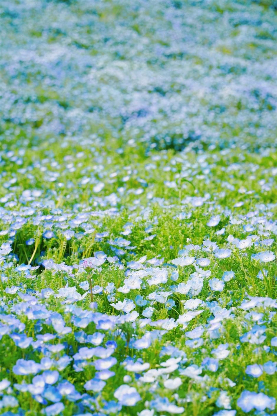 超美!來不及看!上海四月賞花指南來了