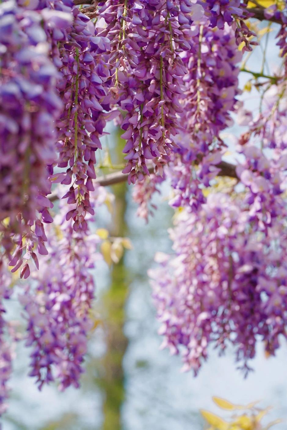 超美!來不及看!上海四月賞花指南來了