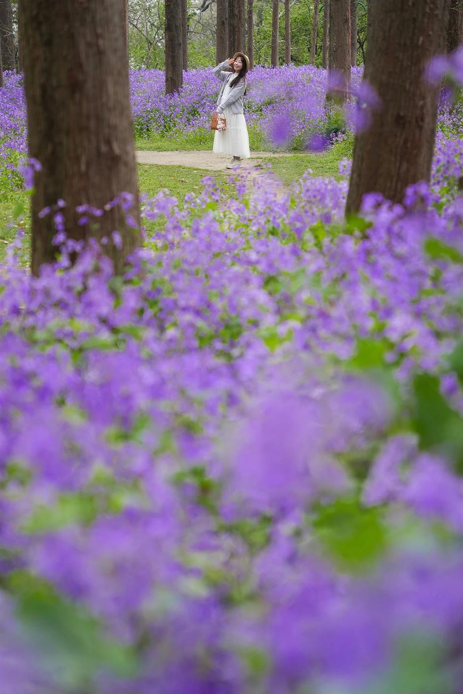 超美!來不及看!上海四月賞花指南來了