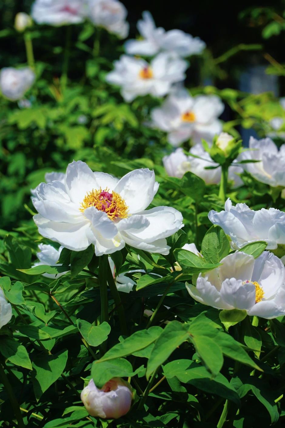 超美!來不及看!上海四月賞花指南來了