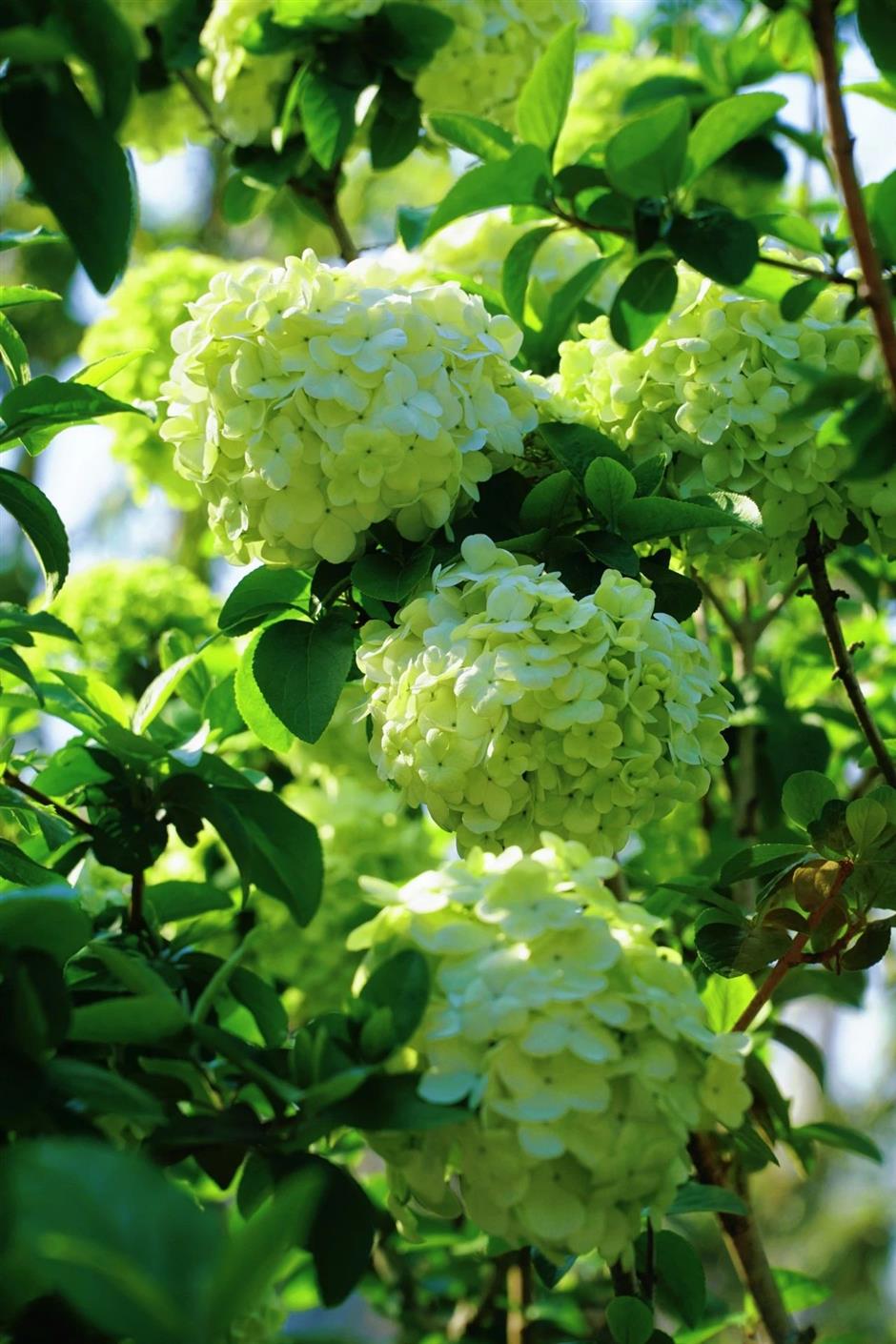 超美!來不及看!上海四月賞花指南來了