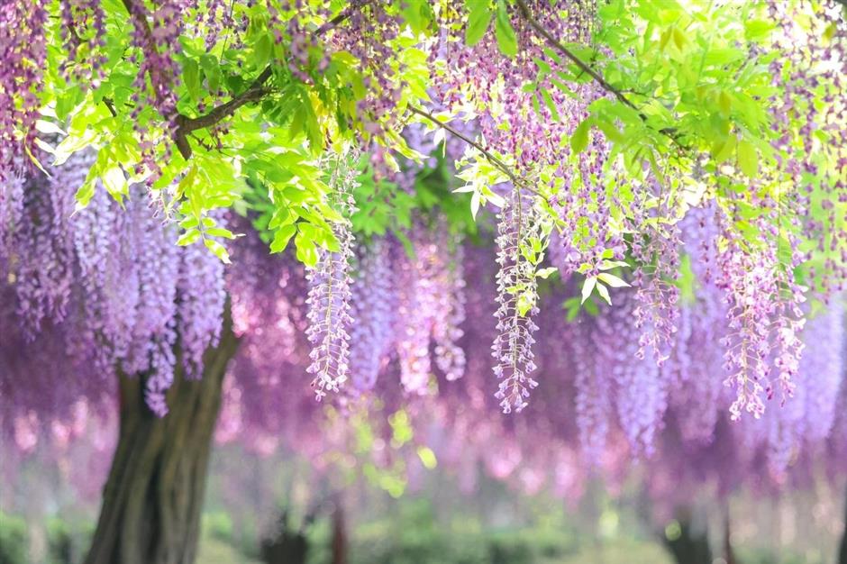 一文解锁!紫藤季citywalk宝藏打卡地