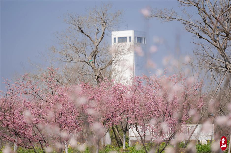 崇明花朝节三条主题路线,带你畅游春日花海!