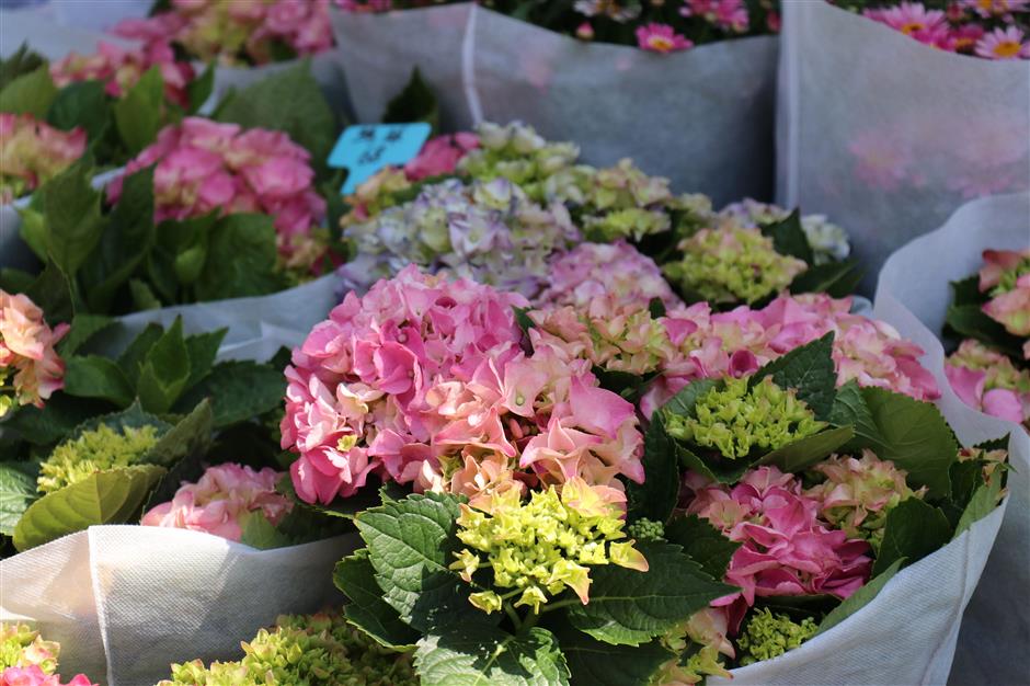 崇明花朝节三条主题路线,带你畅游春日花海!