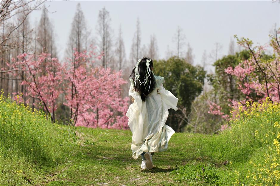 崇明花朝节三条主题路线,带你畅游春日花海!
