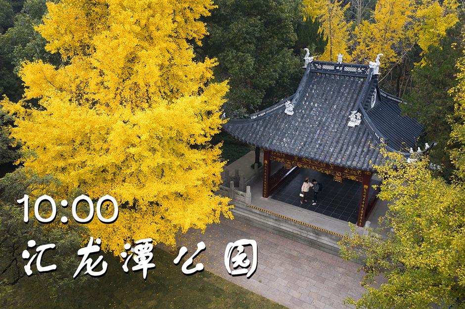 一文解锁!紫藤季citywalk宝藏打卡地