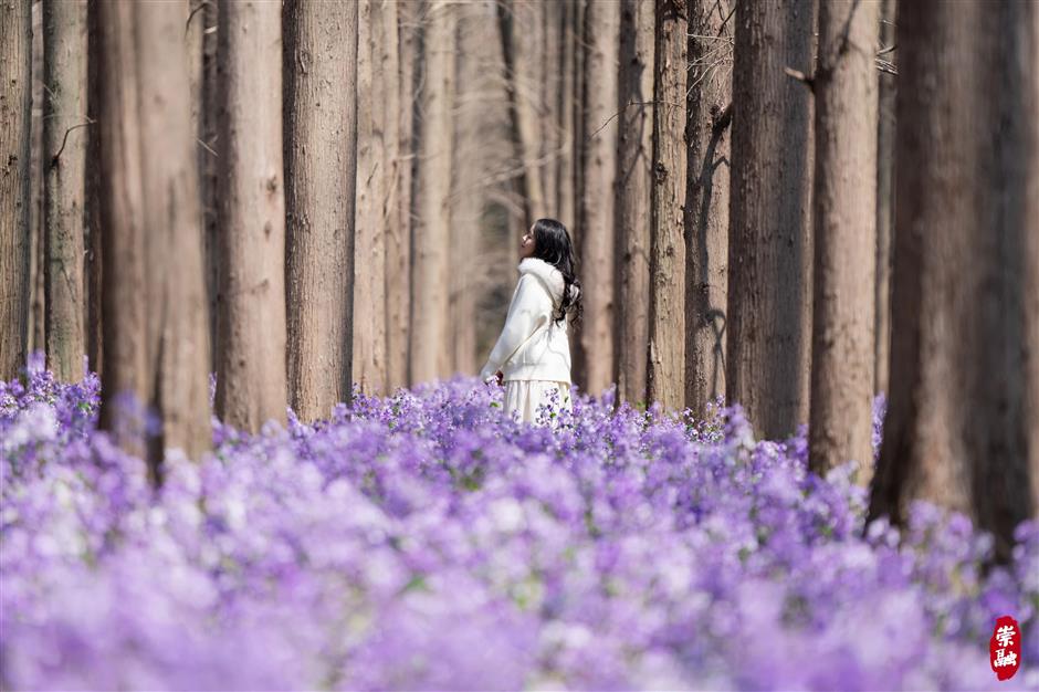 崇明花朝节三条主题路线,带你畅游春日花海!