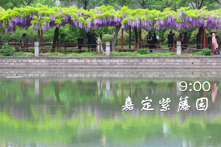 一文解锁!紫藤季citywalk宝藏打卡地