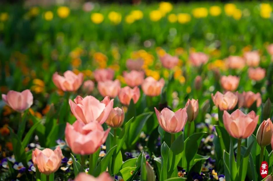 崇明花朝节三条主题路线,带你畅游春日花海!
