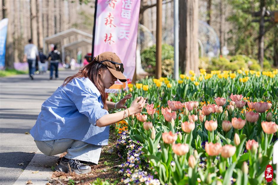崇明花朝节三条主题路线,带你畅游春日花海!