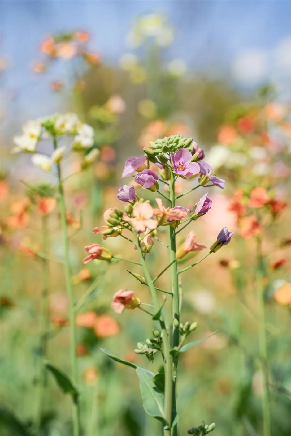 美成莫奈油畫!
上海的七彩油菜花海限時上線