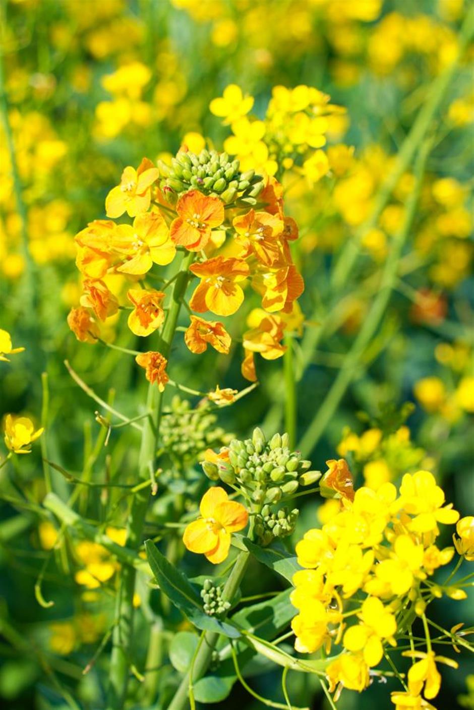 美成莫奈油畫!
上海的七彩油菜花海限時上線