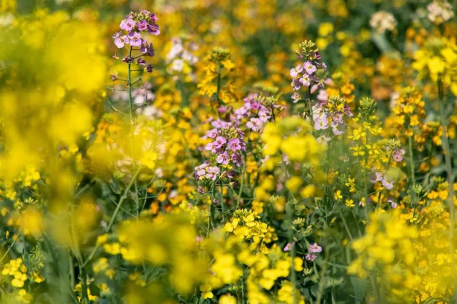 美成莫奈油畫!
上海的七彩油菜花海限時上線