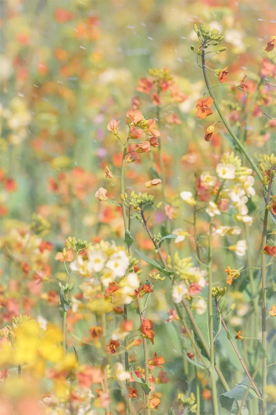美成莫奈油畫!
上海的七彩油菜花海限時上線
