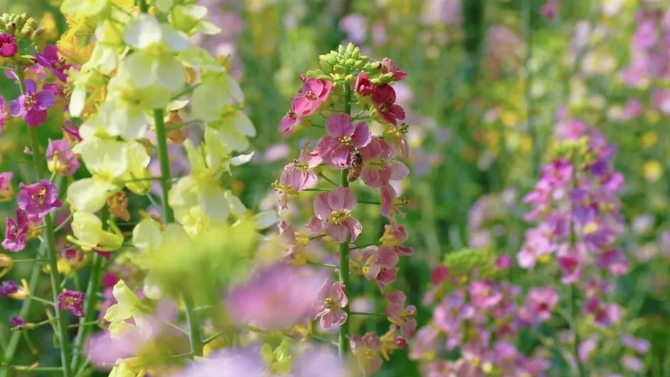 美成莫奈油畫!
上海的七彩油菜花海限時上線