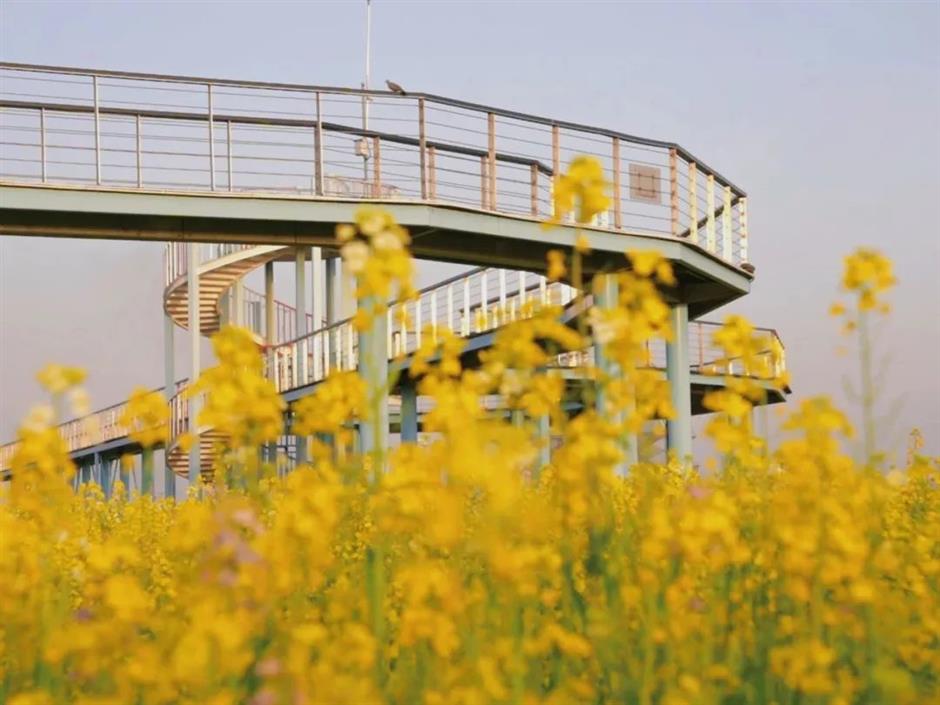 美成莫奈油畫!
上海的七彩油菜花海限時上線