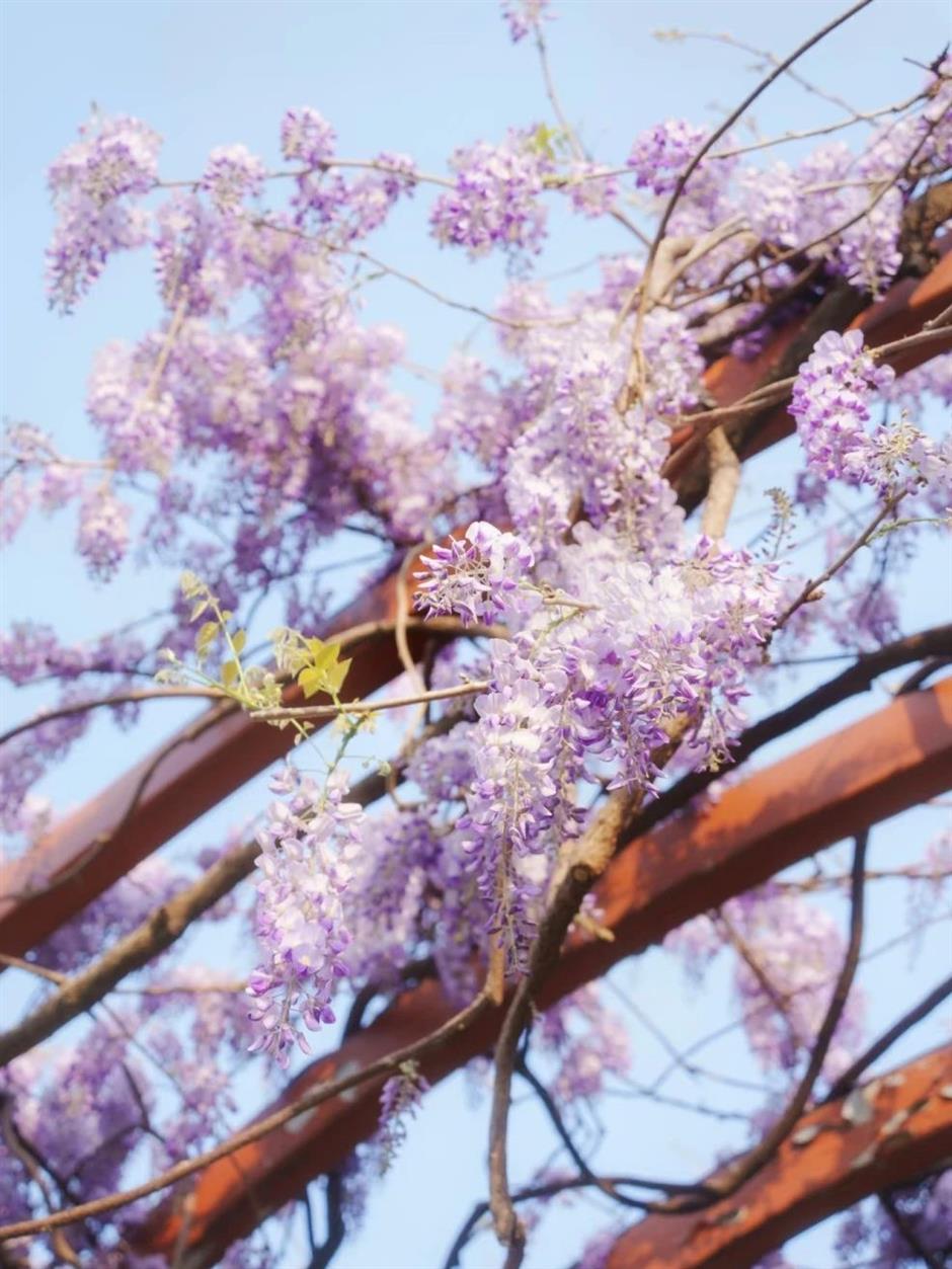 花開如瀑,
閔行這些小眾公園人少景美出片率100%!
