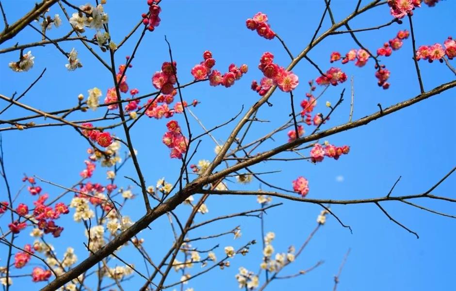 花開如瀑,
閔行這些小眾公園人少景美出片率100%!