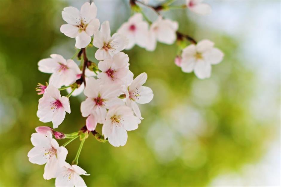 花開如瀑,
閔行這些小眾公園人少景美出片率100%!