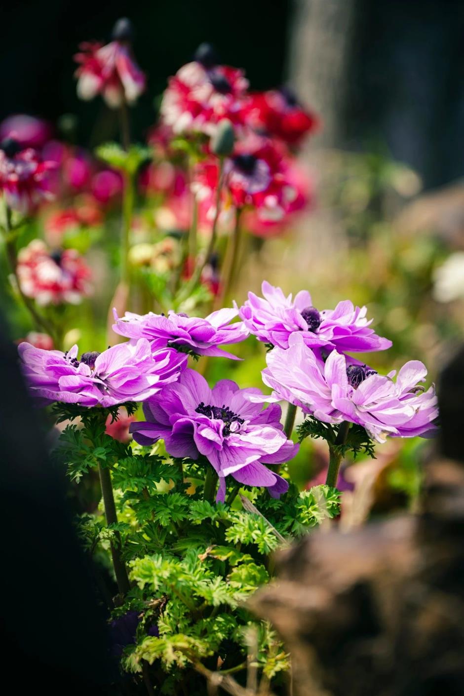 花開如瀑,
閔行這些小眾公園人少景美出片率100%!