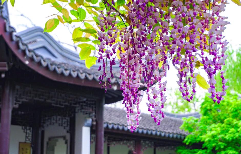 花開如瀑,
閔行這些小眾公園人少景美出片率100%!