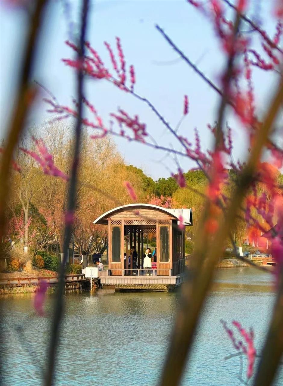 花開如瀑,
閔行這些小眾公園人少景美出片率100%!