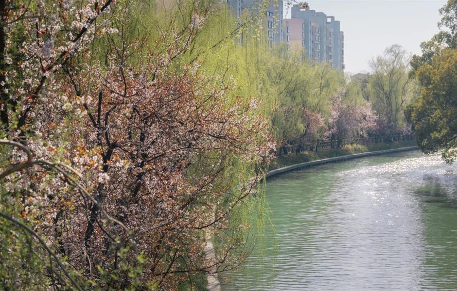 花開如瀑,
閔行這些小眾公園人少景美出片率100%!