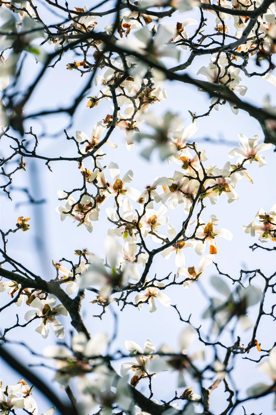 花開如瀑,
閔行這些小眾公園人少景美出片率100%!