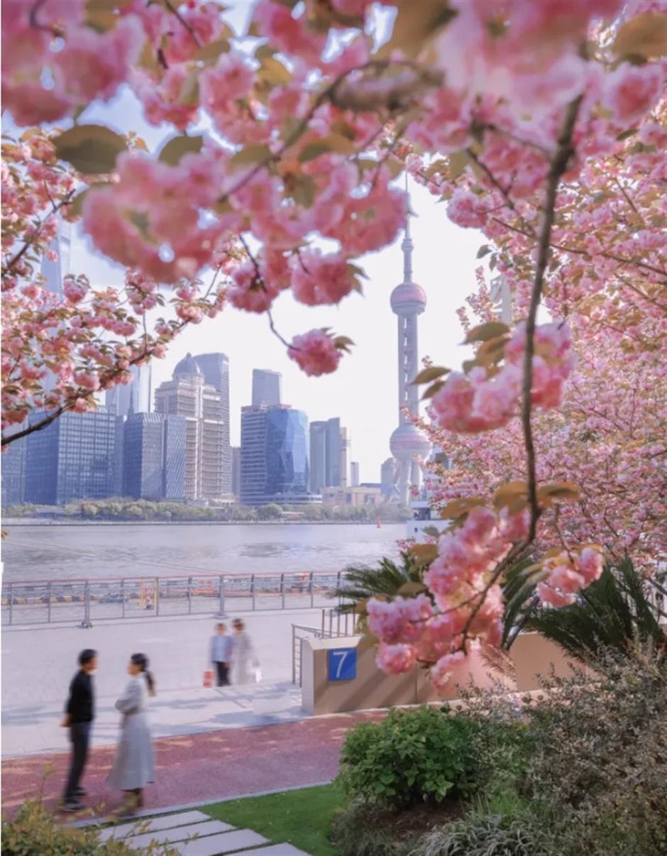 粉色浪漫倒计时!来上海这里免费赏晚樱