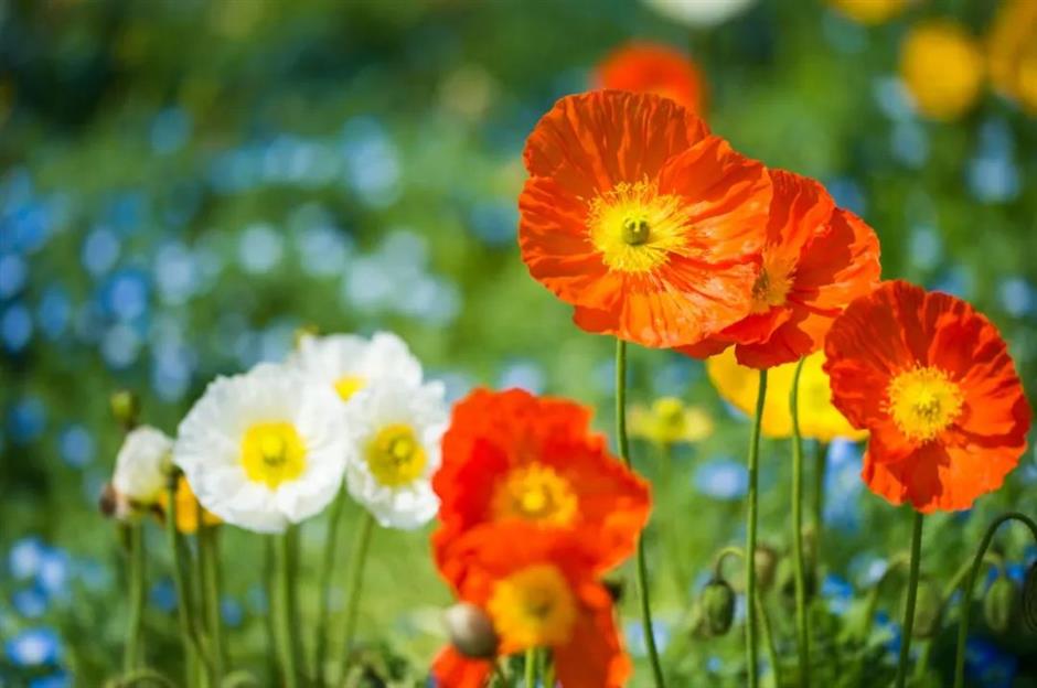 魔都治愈系梦幻花海~限时观赏正当时