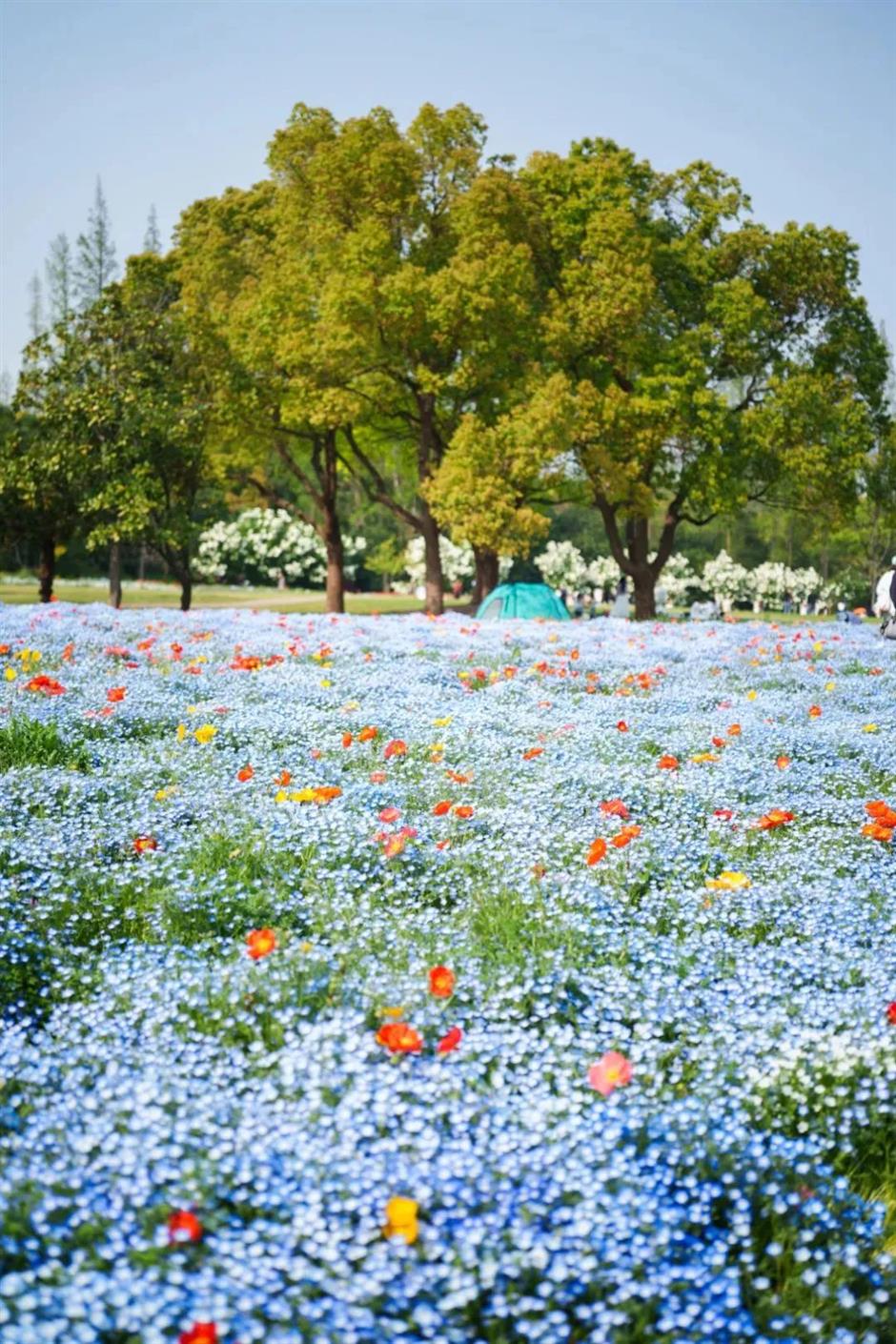 魔都治愈系梦幻花海~限时观赏正当时