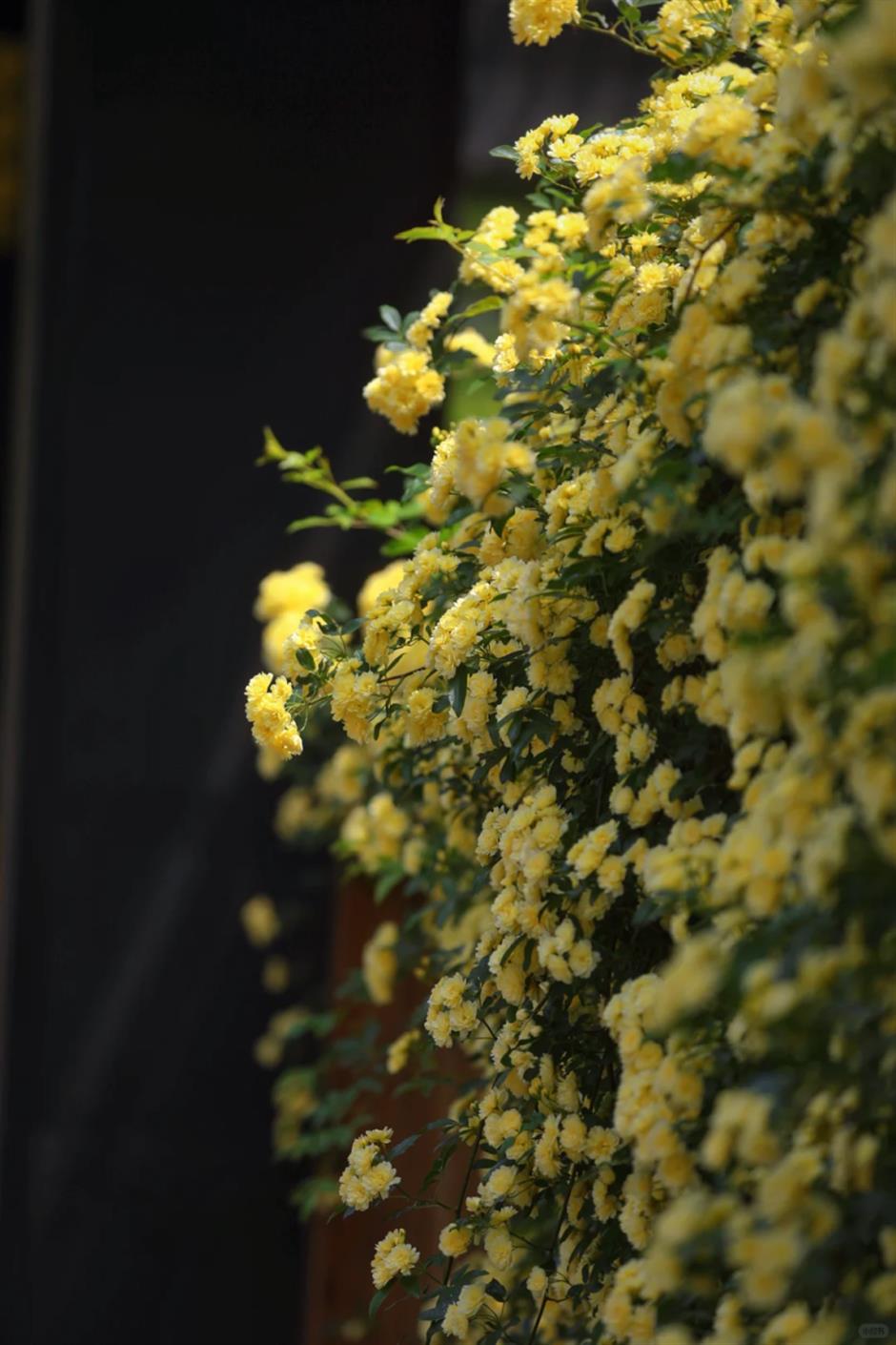 喜林草、虞美人、黄木香……上海市中心這個免費公園被絢爛花海包圍啦!