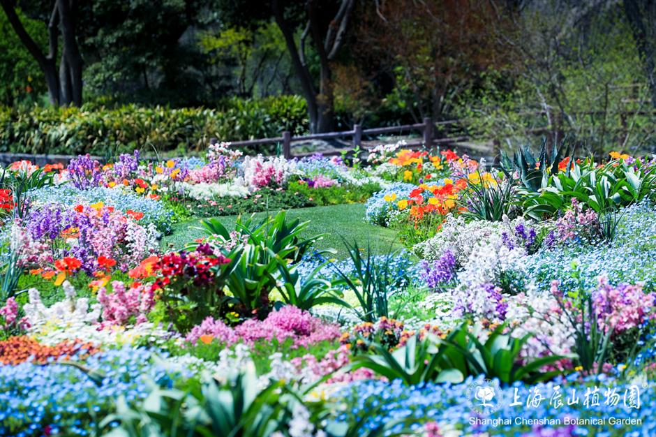 魔都治愈系梦幻花海~限时观赏正当时