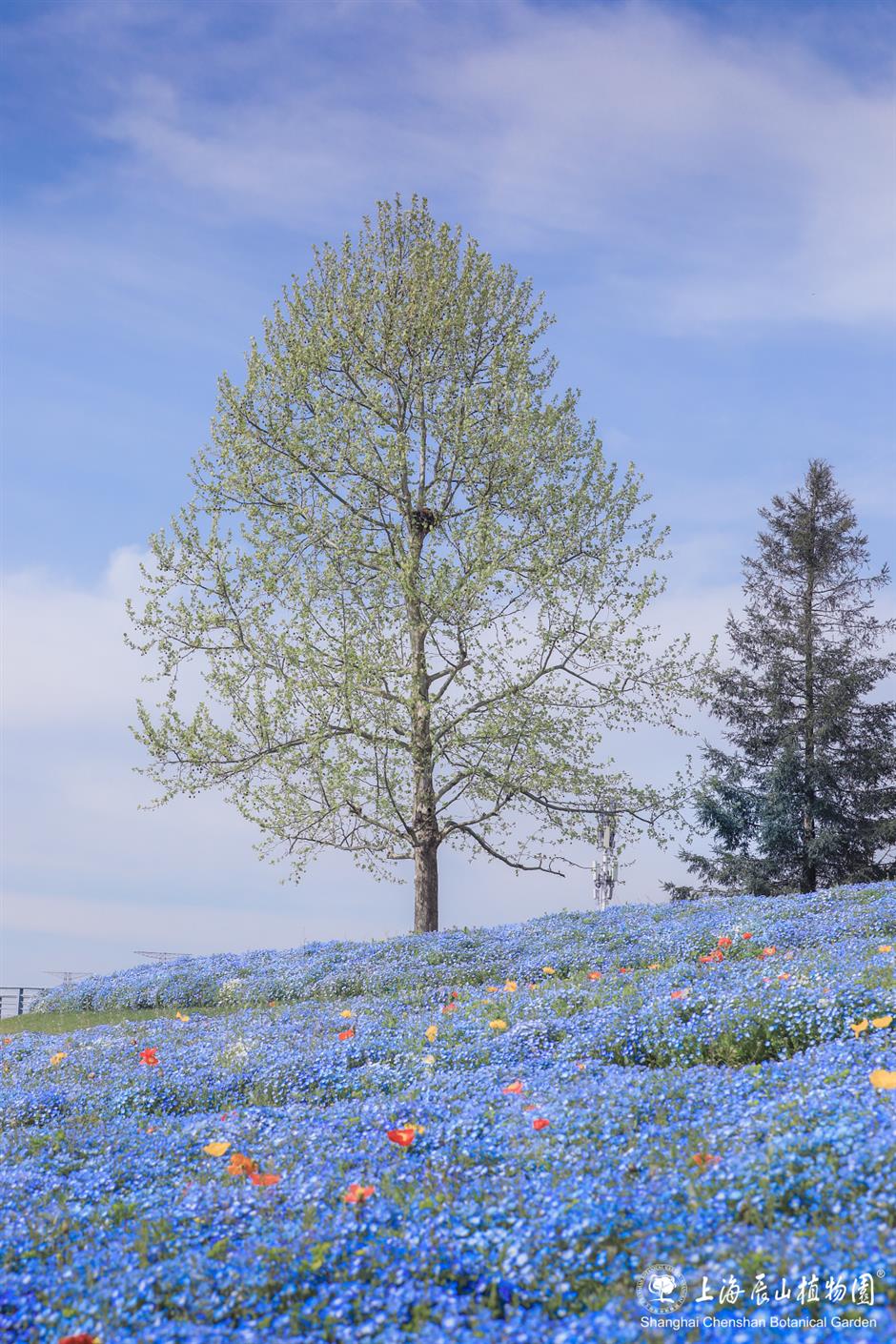 魔都治愈系梦幻花海~限时观赏正当时
