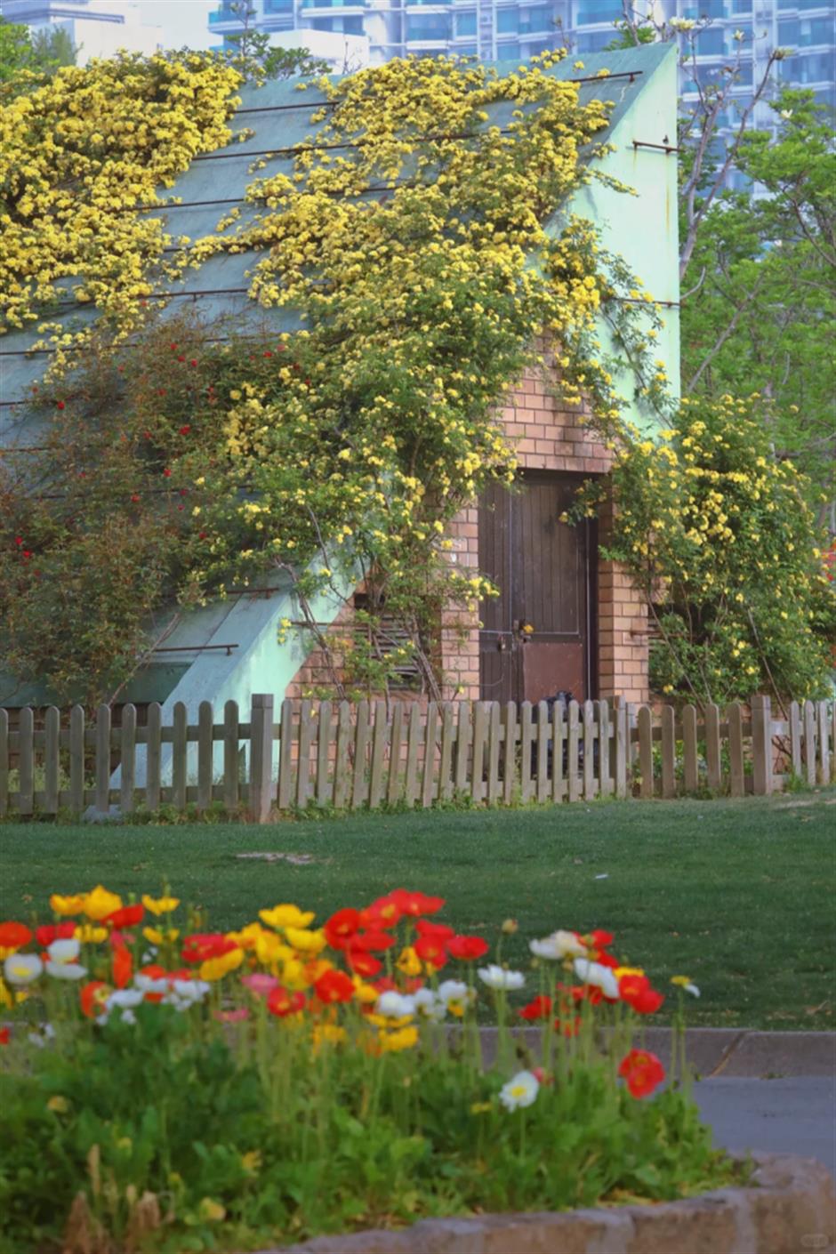 喜林草、虞美人、黄木香……上海市中心這個免費公園被絢爛花海包圍啦!