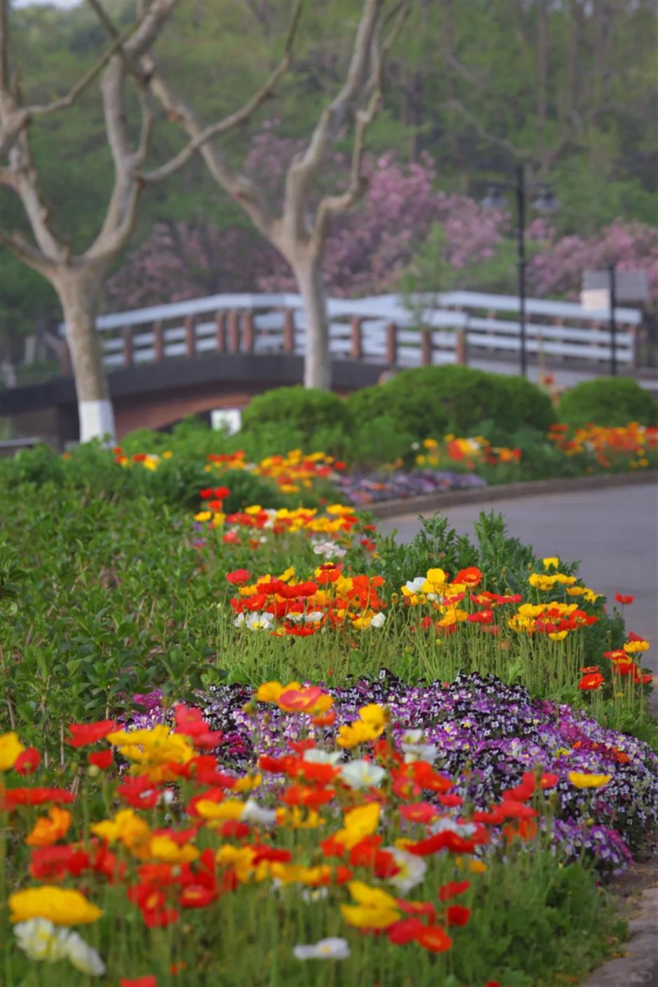 喜林草、虞美人、黄木香……上海市中心這個免費公園被絢爛花海包圍啦!