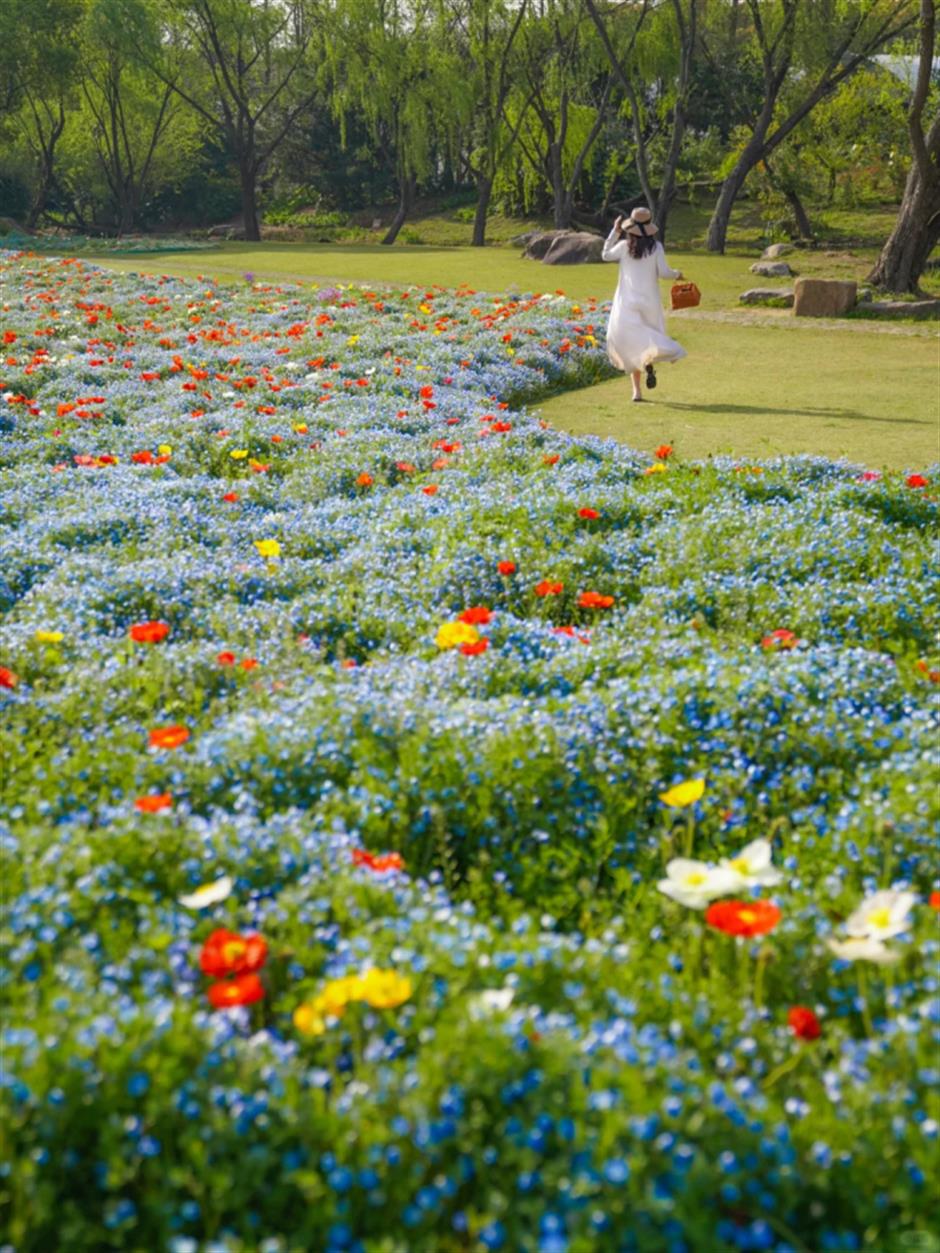 魔都治愈系梦幻花海~限时观赏正当时
